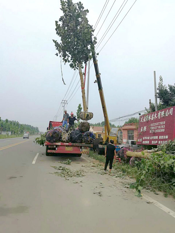 绿化工程 (2).jpg