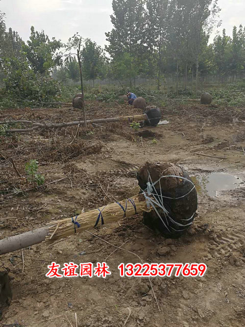 绿化工程 (21).jpg