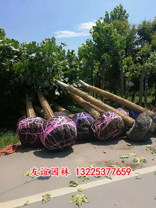 绿化工程 (16).jpg