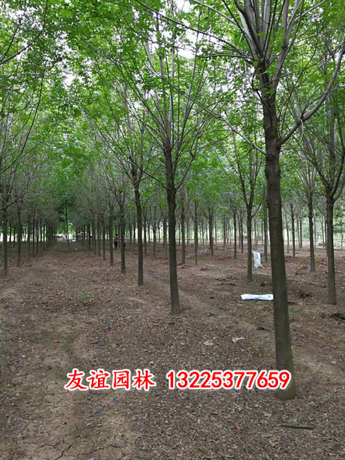 造型白蜡12-15公分.jpg