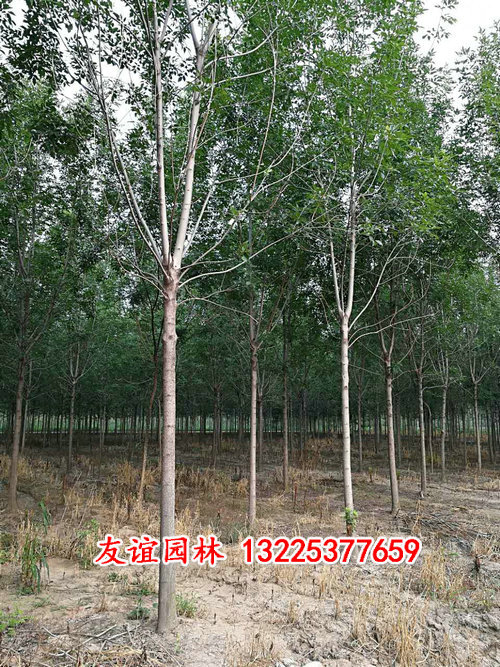 速生白蜡 (1).jpg