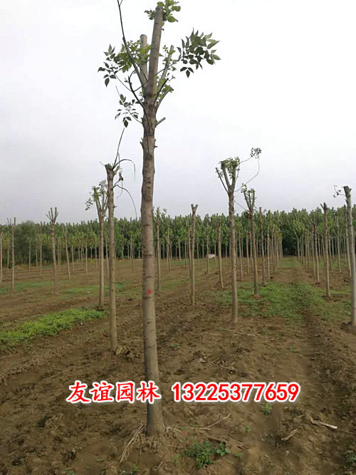 白腊1.jpg