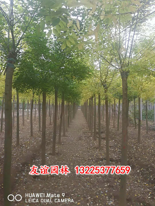 黄金槐8.jpg