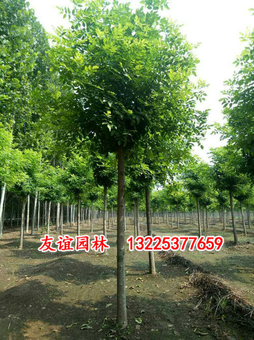 12公分1年冠白蜡