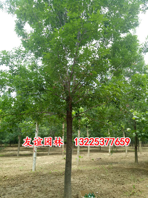 18公分白蜡