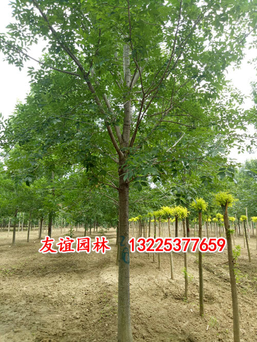 18公分白蜡
