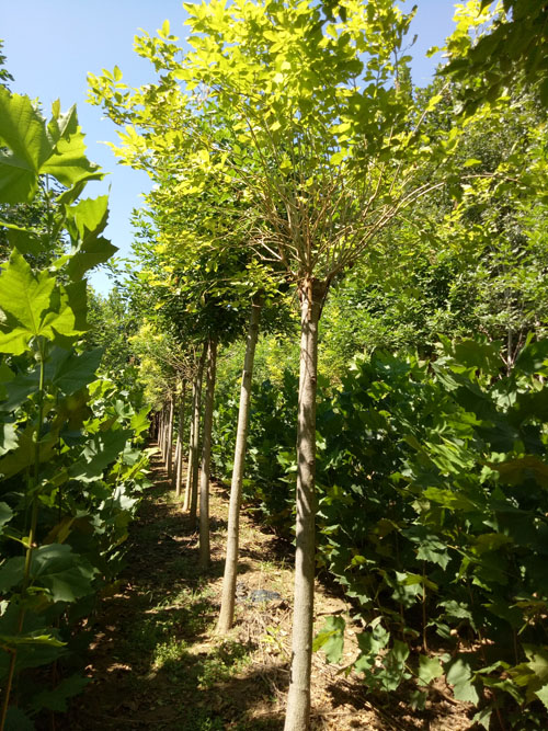 9公分金叶白蜡