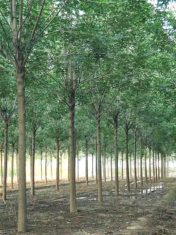 白蜡