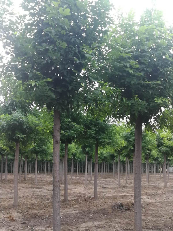 国槐